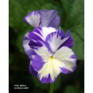 Rebecca Tufted Violet Perennial   Viola   Shade Lover 