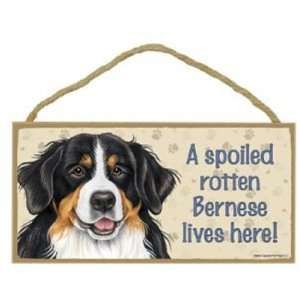  Bernese   A Spoiled Rotten Bernese Lives Here Wooden 