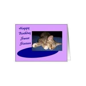  A 16th Birthday Card   A Kitten Card Toys & Games