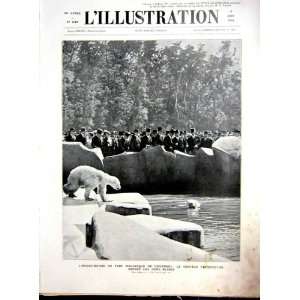 Polar Bear Zoo Vincennes President French Print 1934