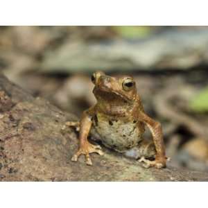  River Toad Danum Valley, Sabah, Borneo Premium Poster 