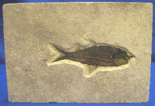 Knightia Alta Green River Fossil Fish 5 in length  