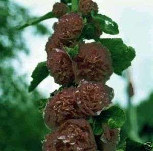 Alcea rosea Chaters Chestnut Brown 15 fresh seeds  
