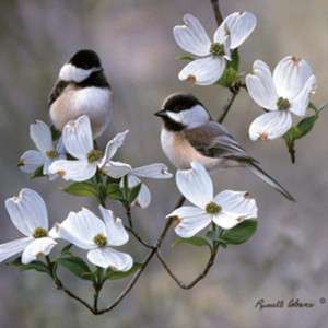 Chickadee Wildlife Russ Cobane Framed Picture Print Art  