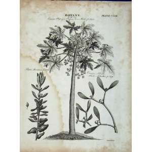   Encyclopaedia Britannica Botany Papan Tree Mistletoe