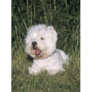  West Highland White Terrier Variety of Domestic Dog 