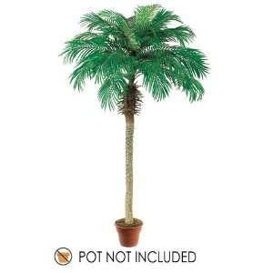  7? Phoenix Palm Tree (Pack of 2)