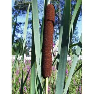  Giant Cattail (Typha latifolia) Seeds   250 Count Patio 