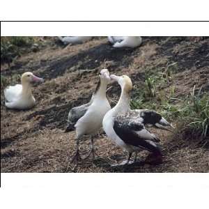 Short tailed albatross   Courting. Torishima Island is a volcanic peak 