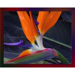  Linda Shier Bird of Paradise 13 x 19 Glossy Print with 