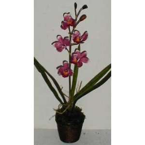  24 Cymbidium Orchid (Mauve) in Dark Wooden Container 