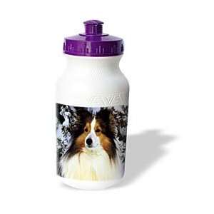  Dogs Sheltie/Shetland Sheepdog   Sheltie   Water Bottles 