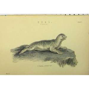  C1890 Common Seal Sitting Rock Animal Antique Print