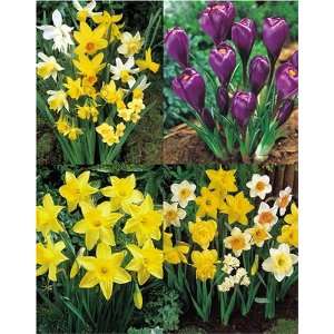  Narcissi & Crocus Collection (132 bulbs) Patio, Lawn 