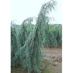  Raywood Weeping Arizona Cypress 2   Year Graft Patio 