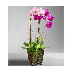Flowers by 1800Flowers   Botanical Orchid Duet  Grocery 