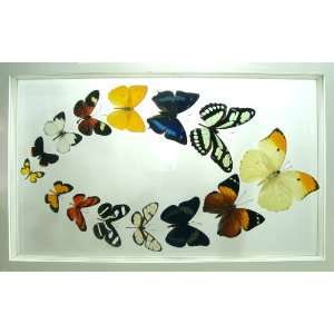  The Moroccan Eye Mounted Butterfly Collection in White 