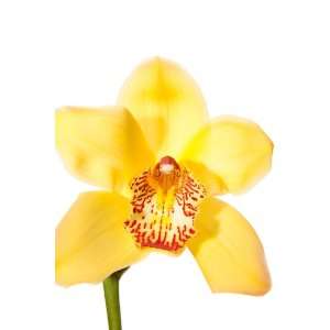 Yellow Cymbidium Orchids   9 Stems  Grocery & Gourmet Food