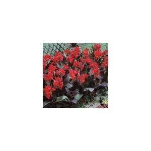  Canna Tropical Bronze Scarlet Patio, Lawn & Garden