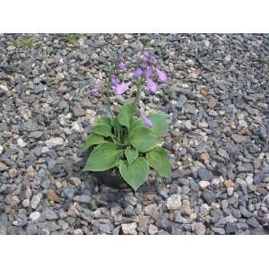  Abby Hosta Patio, Lawn & Garden