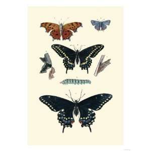  Insect Study Giclee Poster Print, 24x32