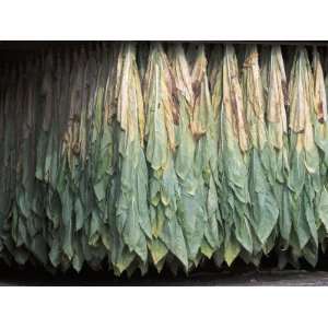  Close Up of Tobacco Leaves Drying, Montfort, Aquitaine 
