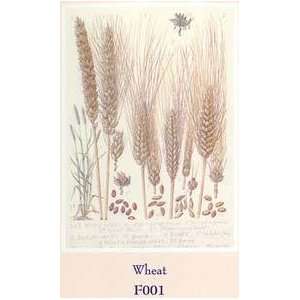  Wheat by Barbara Nicholson. Size 0 inches width by 0 