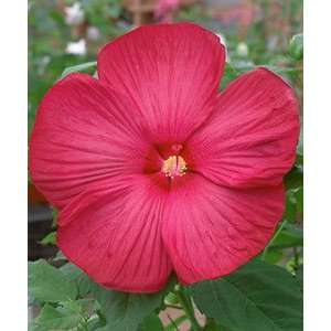  Hibiscus   Rose Mallow   Luna Red Patio, Lawn & Garden