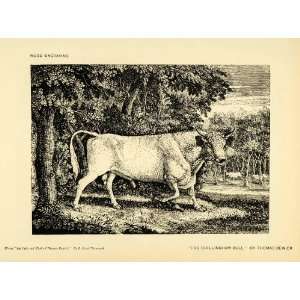  1917 Print Thomas Bewick Artwork Chillingham Bull 