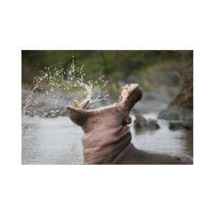    Hippo Yawn Giclee Poster Print by Andy Biggs, 20x15