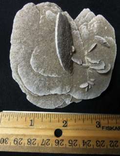 Desert rose gypsum