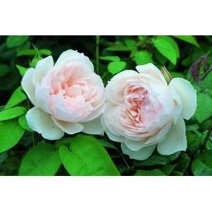  The Generous Gardener (Rosa English Rose)   Bare Root Rose 