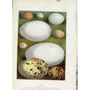   C1883 Thorburn Wild Birds Eggs Rock Pipit Cormorant