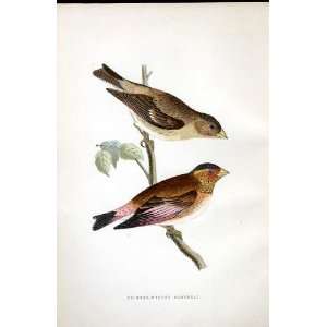  Crimson Winged Grosbeak Bree H/C 1875 Old Prints Birds 