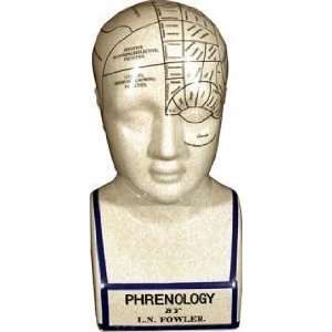 12 Ceramic Phrenology Head 