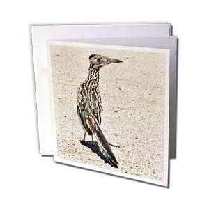  VWPics Birds   Greater Roadrunner.(Geococcyx califorianus 