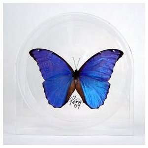  Blue Morpho Butterfly   Morpho Menelaus in 6 Acrylic 