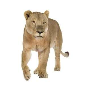  Lioness in Front of a White Background   Peel and Stick Wall 