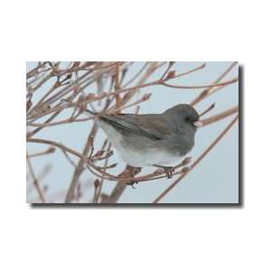   Junco In Winter Howard County Maryland Giclee Print