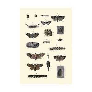 Insect Study #7 20x30 poster