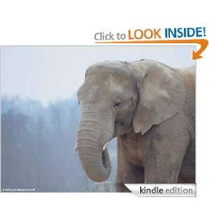 The White Elephants(Annotated) MABEL JlABEL  Kindle Store