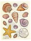 Shells Acid Free Stickers (A66) Scrapbooking Sea Shells