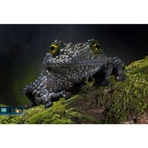  Life Vietnamese Mossy Frog Poster 