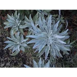   White Sage Salvia Apiana Make Smudge Sticks Patio, Lawn & Garden