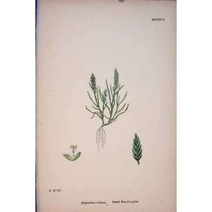  Dwarf Grass Plant Flower Colour Antique Print C1878