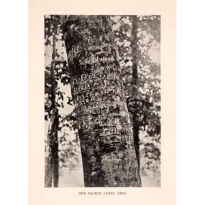  1927 Print Daniel Boone Tree Inscription Great Smokies 