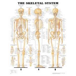   Anatomical Chart Company Skeletal System Chart