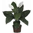 peace lily plant  