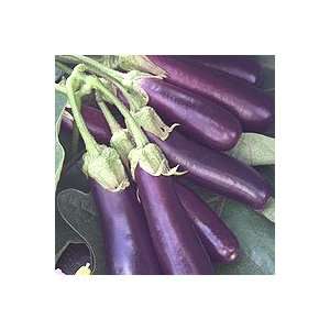  Hansel Eggplant   4 Plants   AAS Winner Patio, Lawn 