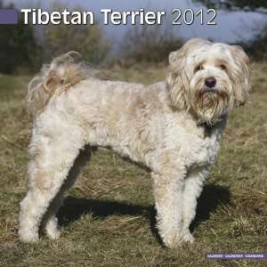    Tibetan Terrier 2012 Wall Calendar 12 X 12